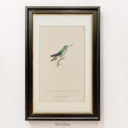 Vintage Bird Illustration Wall Art – Hummingbird Print, Antique Ornithology Nature Artwork - L1120