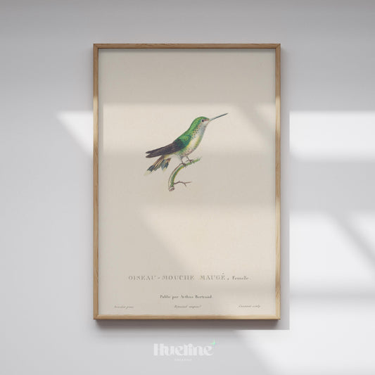 Vintage Bird Illustration Wall Art – Hummingbird Print, Antique Ornithology Nature Artwork - L1120