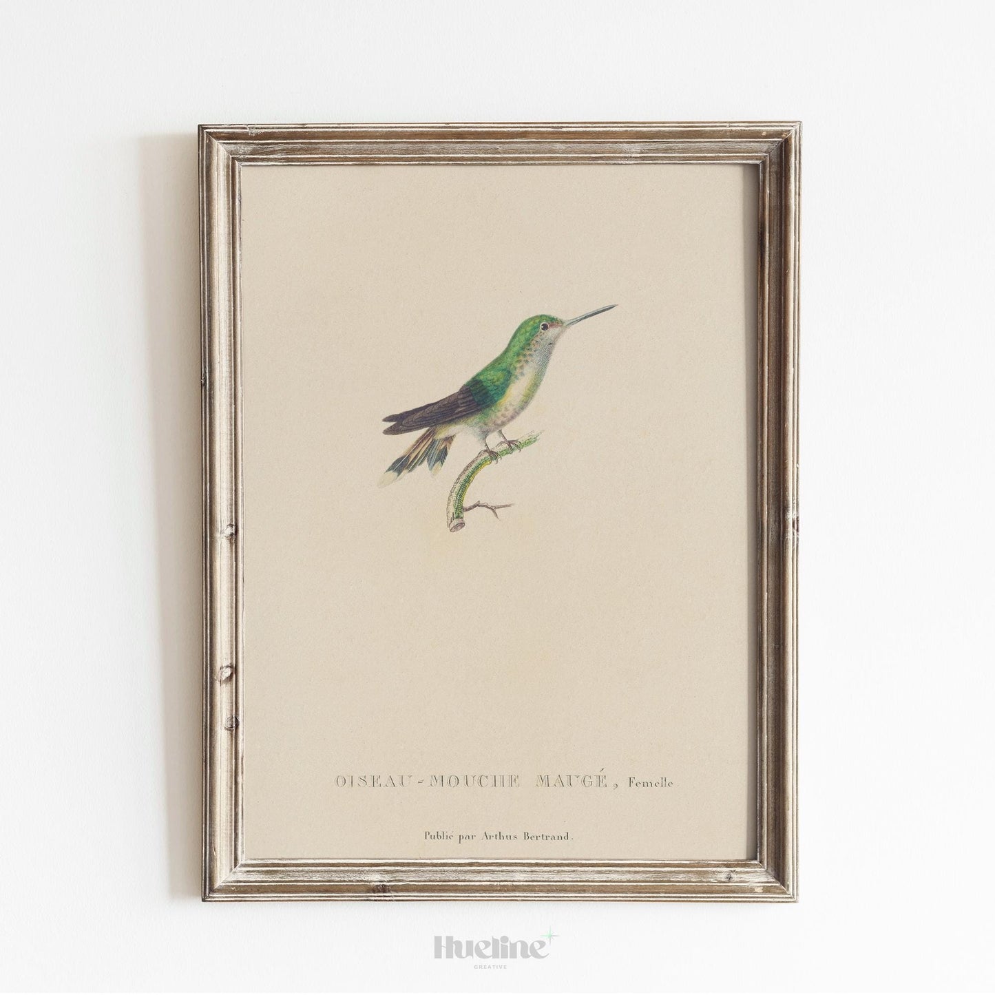 Vintage Bird Illustration Wall Art – Hummingbird Print, Antique Ornithology Nature Artwork - L1120