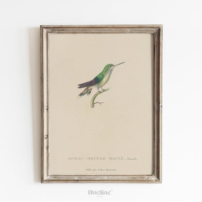 Vintage Bird Illustration Wall Art – Hummingbird Print, Antique Ornithology Nature Artwork - L1120
