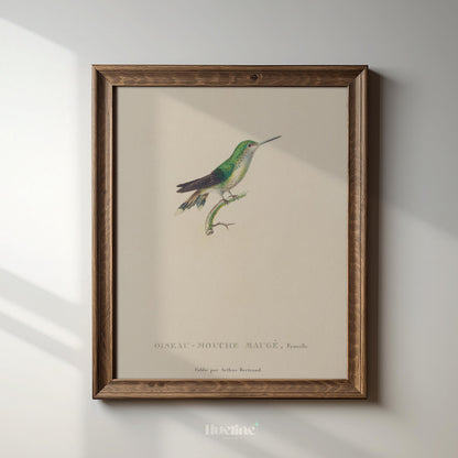 Vintage Bird Illustration Wall Art – Hummingbird Print, Antique Ornithology Nature Artwork - L1120