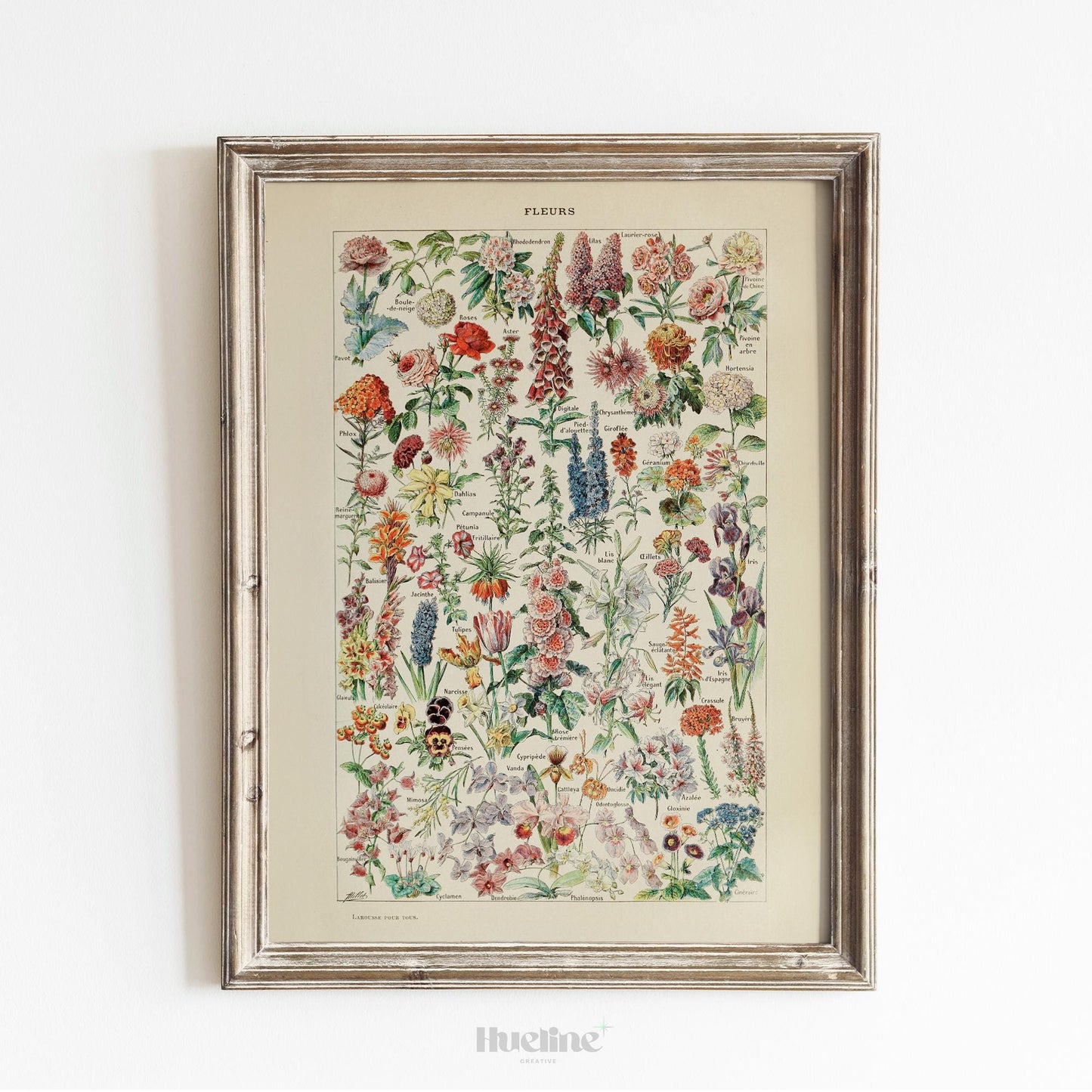 Vintage Botanical Flower Chart Print – Antique Floral Wall Art Poster - L1132
