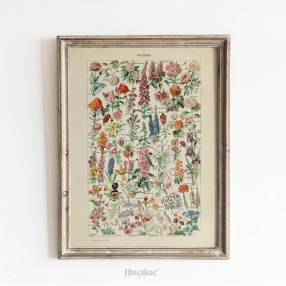Vintage Botanical Flower Chart Print – Antique Floral Wall Art Poster - L1132