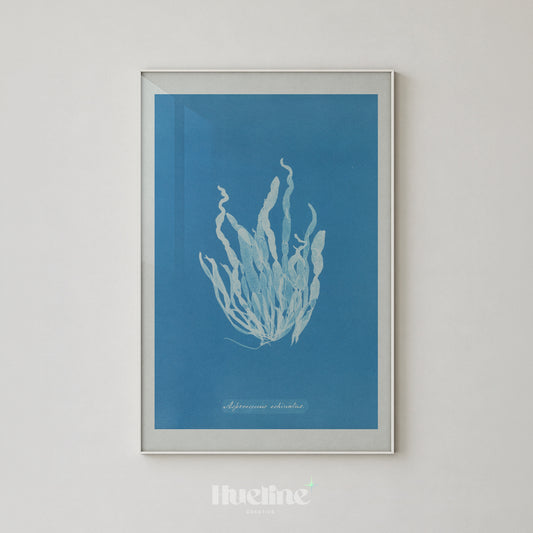 Vintage Seaweed Cyanotype, Ocean Blue Botanical Wall Decor, Coastal Beach House Poster - L1245