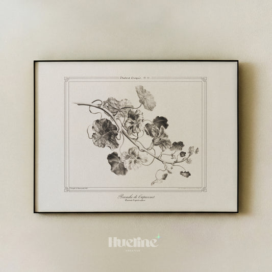 Vintage Botanical Art Print, Antique Nasturtium Illustration, French Floral Wall Decor, Cottagecore Style - L1266