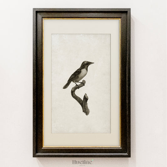 Vintage Bird Illustration Print | Black and White Nature Wall Art - L1112