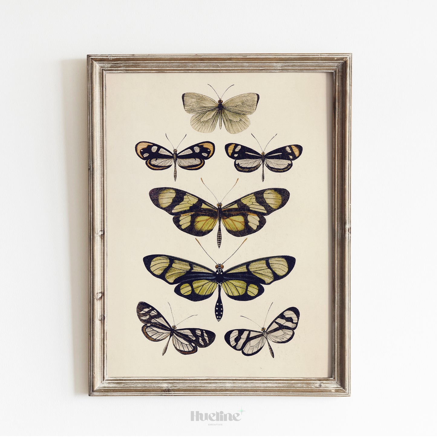 Vintage Butterfly Illustration Print, Antique Entomology Wall Art, Botanical Insect Poster - L1093