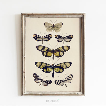 Vintage Butterfly Illustration Print, Antique Entomology Wall Art, Botanical Insect Poster - L1093