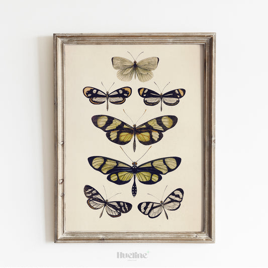 Vintage Butterfly Illustration Print, Antique Entomology Wall Art, Botanical Insect Poster - L1093