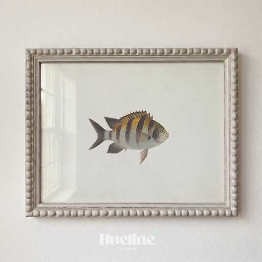 Vintage Striped Fish Illustration, Minimalist Marine Life Wall Decor, Antique Sergeant Major Poster - L1249