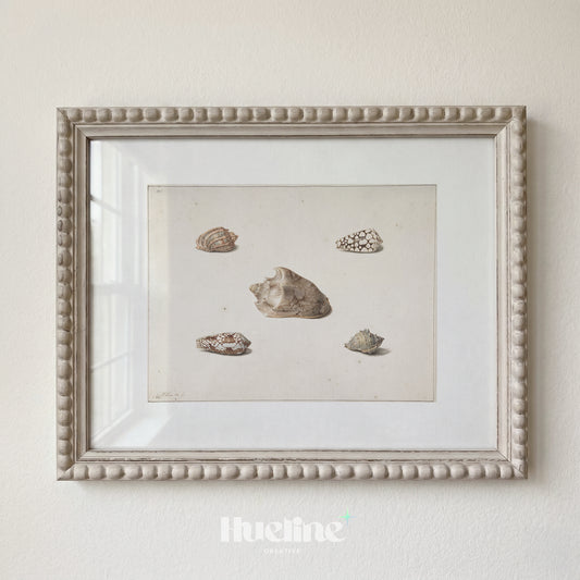 Vintage Seashell Wall Art, Antique Conchology Print, Coastal Beach House Decor - L1227