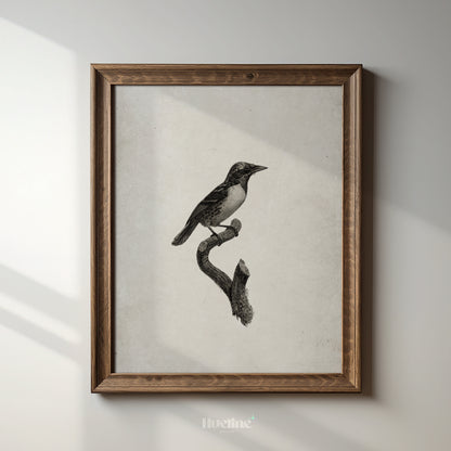 Vintage Bird Illustration Print | Black and White Nature Wall Art - L1112
