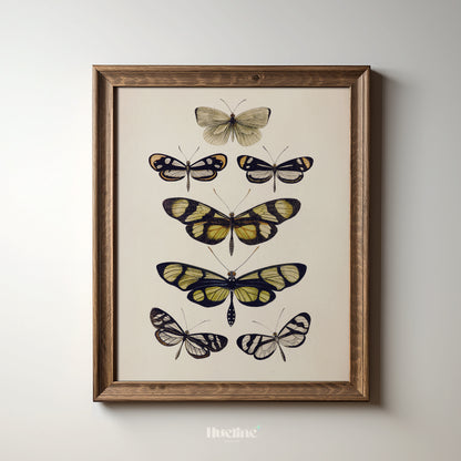 Vintage Butterfly Illustration Print, Antique Entomology Wall Art, Botanical Insect Poster - L1093