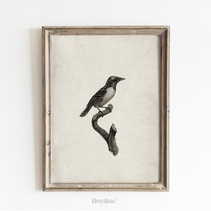 Vintage Bird Illustration Print | Black and White Nature Wall Art - L1112