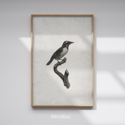 Vintage Bird Illustration Print | Black and White Nature Wall Art - L1112
