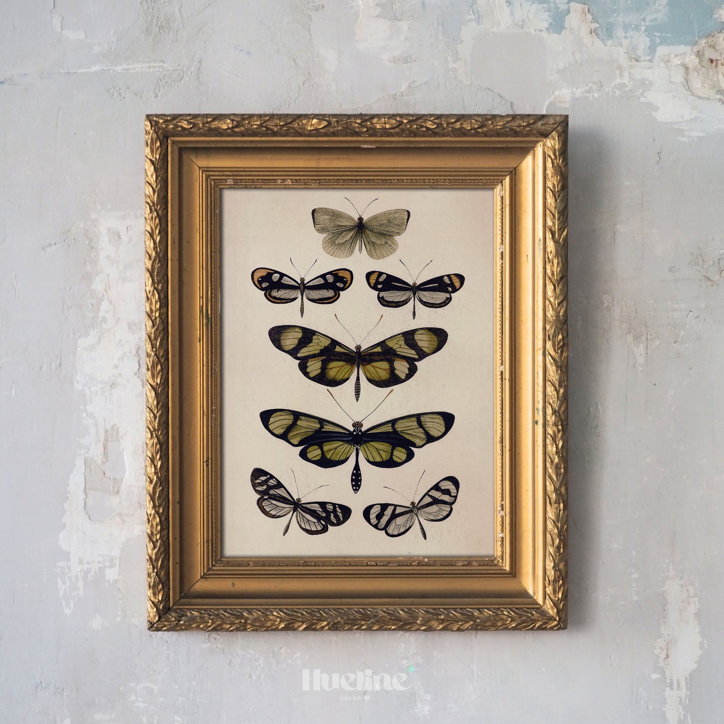 Vintage Butterfly Illustration Print, Antique Entomology Wall Art, Botanical Insect Poster - L1093