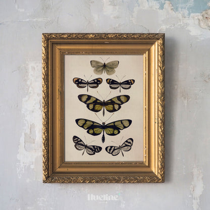 Vintage Butterfly Illustration Print, Antique Entomology Wall Art, Botanical Insect Poster - L1093